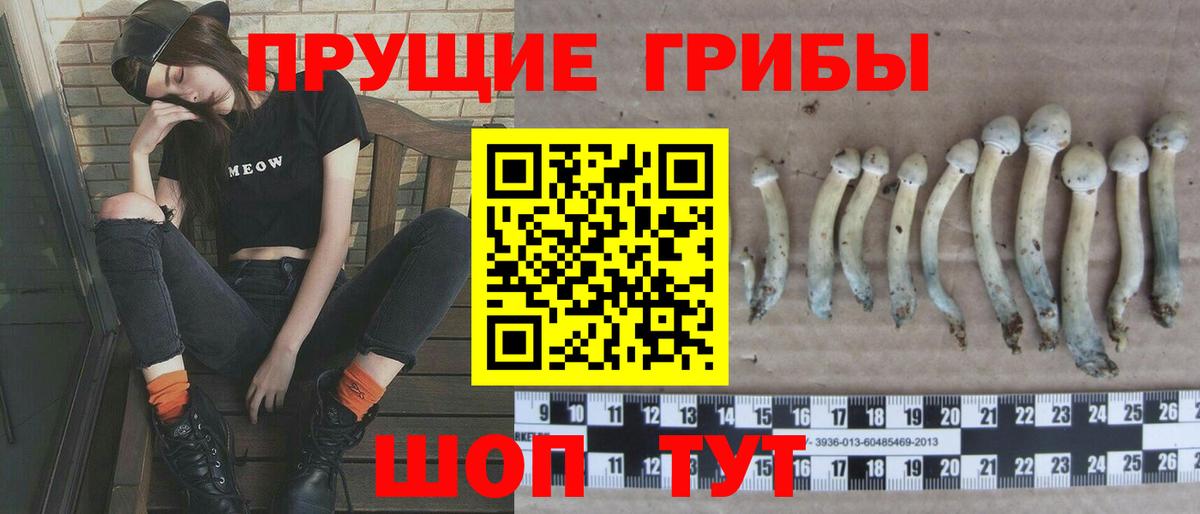 Псилоцибиновые грибы Psilocybe Краснокамск